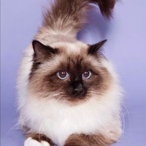 Meet your Posher, Julia